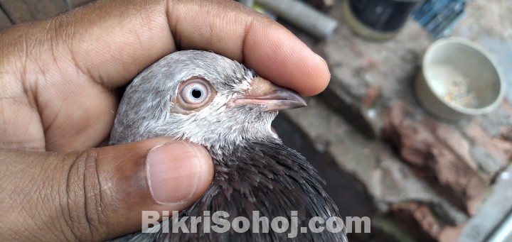 Giribuz pigeon pair